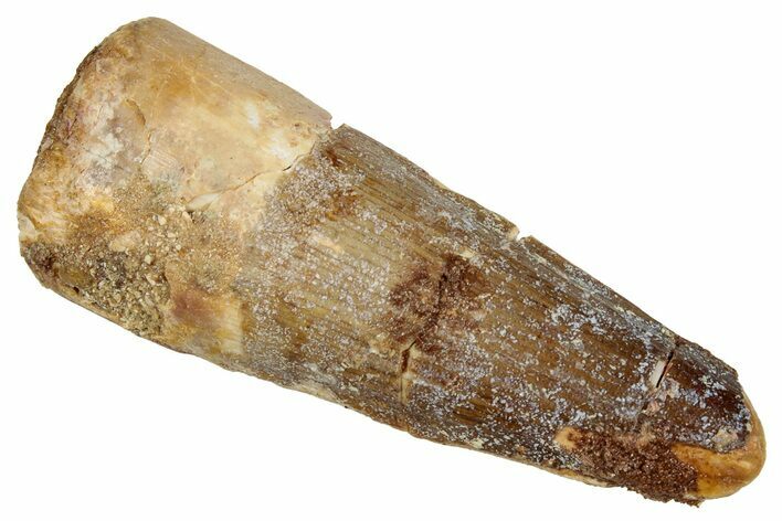 Fossil Spinosaurus Tooth - Real Dinosaur Tooth #333655